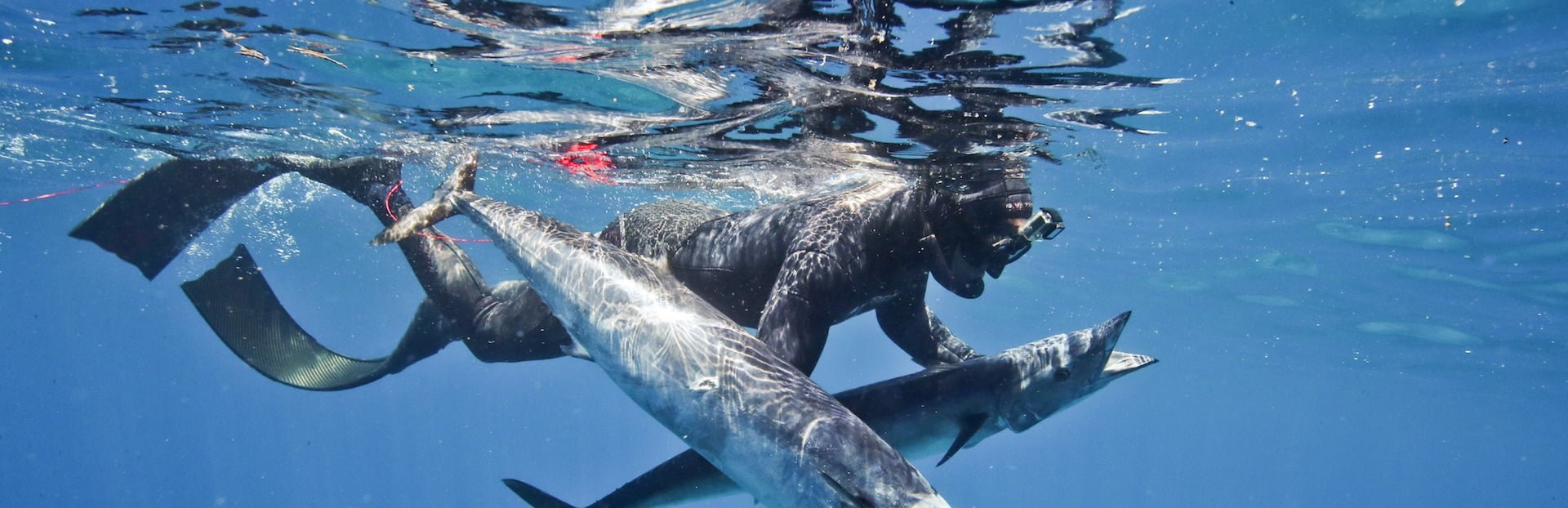 All You Need To Know About Spearfishing In Hawaii